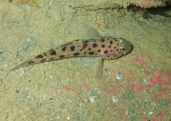 Thorogobius ephippiatus