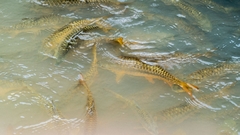 Tor putitora