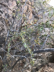 Gymnosporia gariepensis