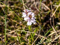 Dactylorhiza maculata ericetorum