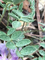 Astragalus lotiflorus