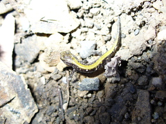 Plethodon idahoensis
