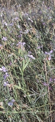 Dianthus ciliatus