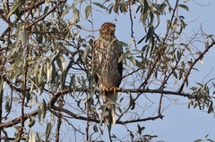 Accipiter cooperii
