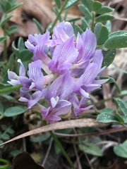Astragalus lotiflorus