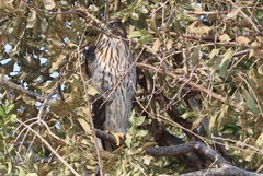 Accipiter cooperii