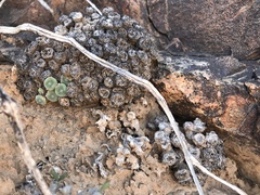 Conophytum ernstii ernstii