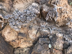 Conophytum ernstii ernstii