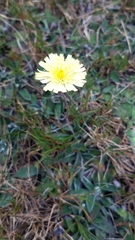 Pilosella pseudopilosella