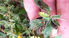 Pilosella pseudopilosella