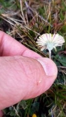 Pilosella pseudopilosella