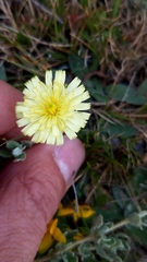 Pilosella pseudopilosella