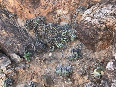 Conophytum ernstii ernstii