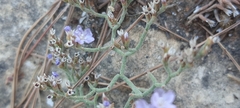 Limonium cancellatum