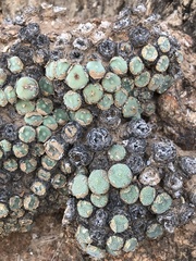 Conophytum ernstii ernstii
