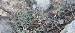 Limonium cancellatum