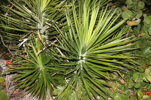 Yucca aloifolia