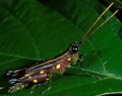 Syntomacris guttulosa