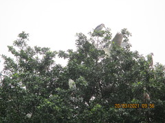 Nycticorax nycticorax