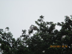 Nycticorax nycticorax
