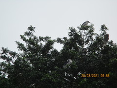 Nycticorax nycticorax