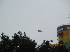 Nycticorax nycticorax