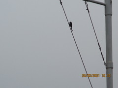 Dicrurus macrocercus