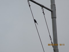 Dicrurus macrocercus