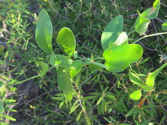 Smilax gracilior