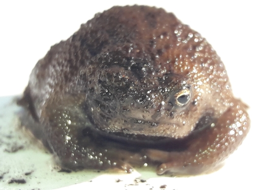 Natal Short-headed Frog, Breviceps verrucosus