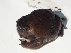 Breviceps verrucosus