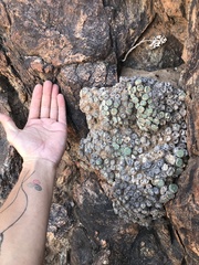 Conophytum ernstii ernstii