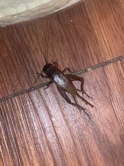 Gryllus texensis