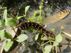 Hypolimnas bolina nerina