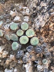 Conophytum ernstii ernstii