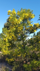 Acacia filicifolia