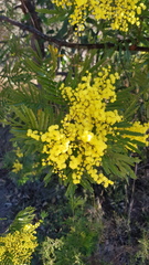 Acacia filicifolia