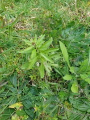 Gamochaeta simplicicaulis