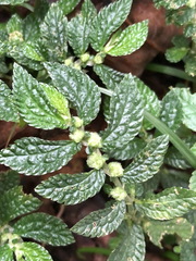 Elatostema parvum