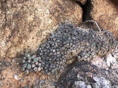 Conophytum ernstii ernstii