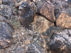 Conophytum ernstii ernstii