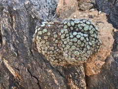 Conophytum ernstii ernstii