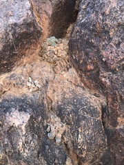 Conophytum ernstii ernstii