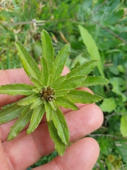 Gamochaeta simplicicaulis