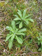 Gamochaeta simplicicaulis