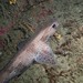 Scyliorhinus - Photo (c) François Roche, some rights reserved (CC BY-NC), uploaded by François Roche