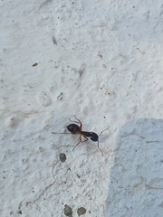 Camponotus sanctus