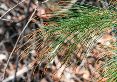 Allocasuarina distyla