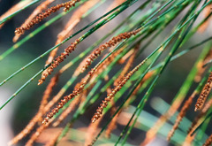 Allocasuarina distyla