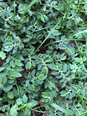 Elatostema parvum